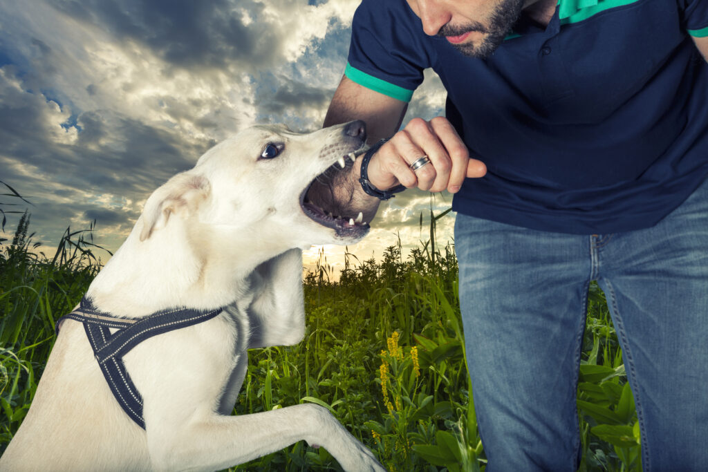 The Role of Insurance in Florida Dog Bite Cases