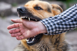 How to Choose a Florida Dog Bite Attorney
