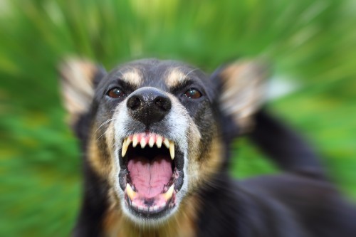 Alternative Dispute Resolution in Florida Dog Bite Lawsuits