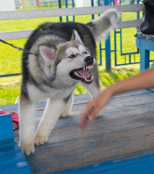 Dog Aggression vs. Provocation Implications for Florida Dog Bite Claims